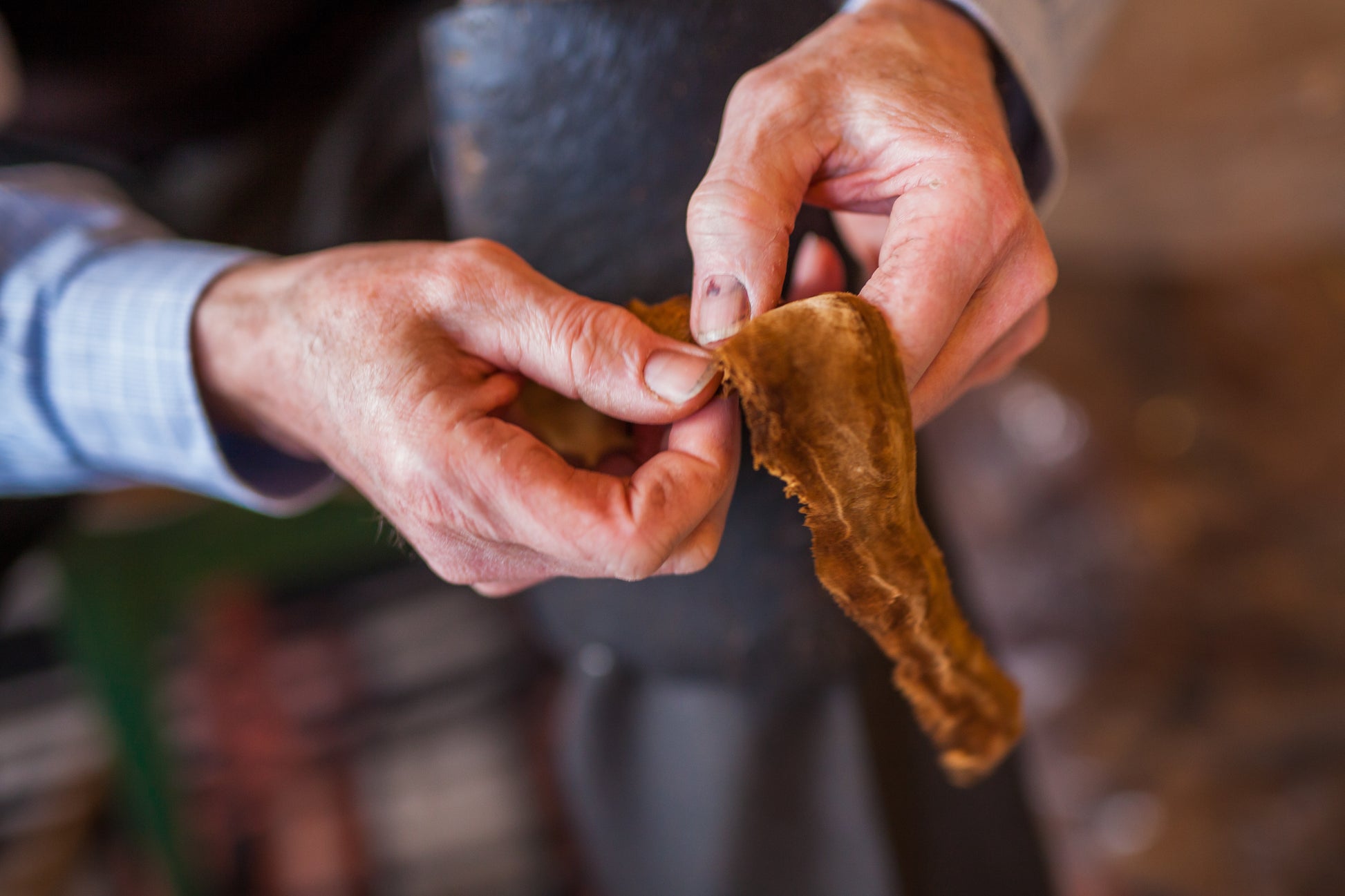 Close-up of hands holding a piece of amadou trama to be stretched by hand
